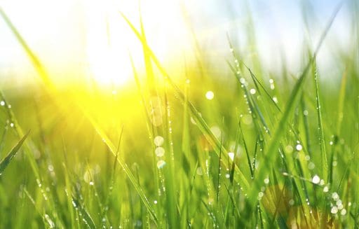 Green Grass